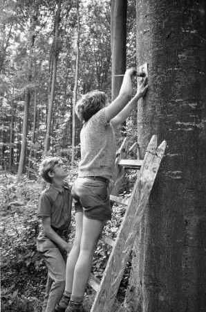 Markierung der Wanderwege im Buchwald oberhalb von Stupferich durch zwei Schulklassen aus Durlach und Stupferich