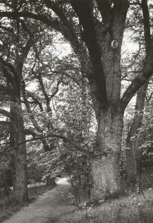 Bestand an Stieleichen (Quercus robur L., Syn.: Quercus pedunculata Hoffm.), auch Sommereiche oder Deutsche Eiche
