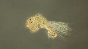 Spionid larva undet. Sylt 2016