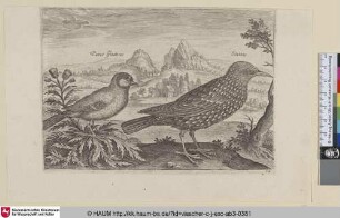 [Kohlmeise und Star; Great Tit and Starling]