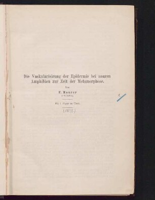Die Vaskularisierung der Epidermis bei anuren Amphibien zur Zeit der Metamorphose