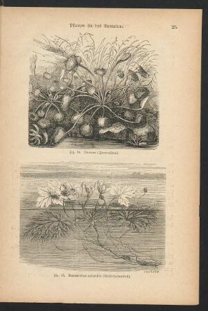 Tafel: Pflanzen für das Aquarium. [...]