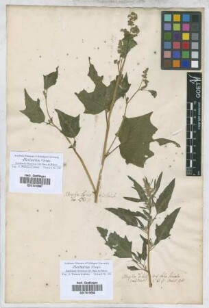 Atriplex