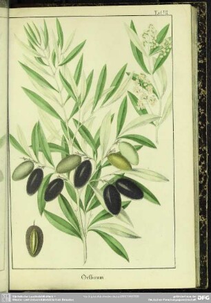 Oelbaum