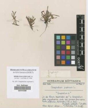 Gnaphalium supinum L.
