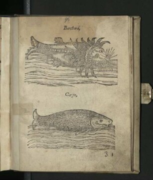[Fische + Allerley Schnecken und Muschelen]
