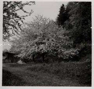 Kreßbronn am Bodensee, Obstbau, "Später Transparent", Einzelbaum in Vollblüte