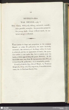 Mytilus affinis. Tab. DXXXII.—fig. 1