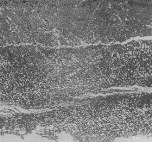 Lignit (Jeffrey) : Geologie | Kohlengeologie | Das mikroskopische Bild der Kohle (Mikroskopische Kohlenpetrographie)
