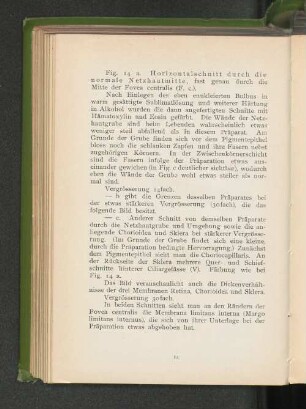 Fig. 14 a. Horizontalschnitt durch die normale Netzhautmitte, fast genau durch die Mitte der Fovea centralis.