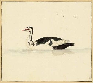 Ente