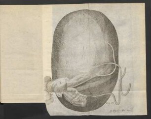 Fig. 32.