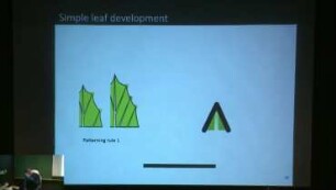 Towards an integrated understanding of leaf form development and diversity