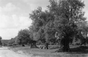 Olivenplantage (Libyen-Reise 1938)
