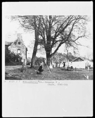 Landschaft mit zwei großen Bäumen und Wäscheleine bei Königsbrück