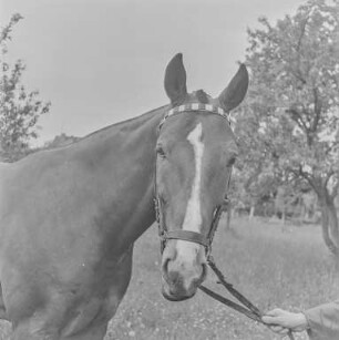 Reiter Strehla : Strehla. Pferd