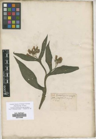 Symphytum