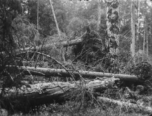 Sturmholz : Entwurzelte Bäume.