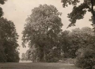 Dahlen. Schloßpark. Blick zur Dahlbachaue an der großen Linde (Tilia)