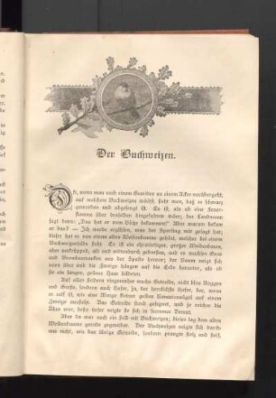 Der Buchweizen.