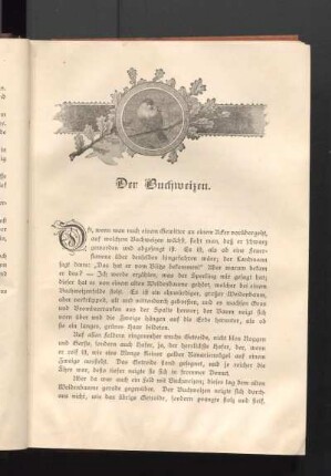 Der Buchweizen.