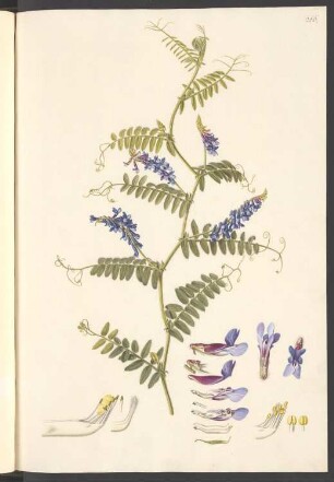 Vicia villosa (Zottelwicke, Sandwicke), Blatt 266