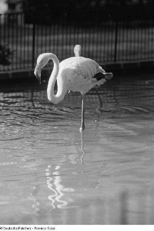 Flamingos
