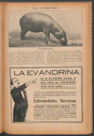 Carne de hipopótamo