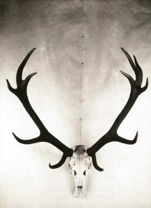 Rothirsch (Cervus elaphus). Geweih. Sächsische Jagdausstellung 1935