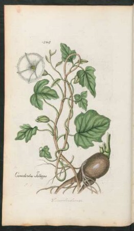 248. Convolvulus Jallappa