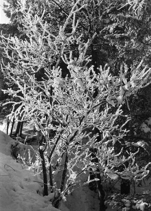 Winterbilder. Sträucher im Schnee, bedeckt mit Raureif