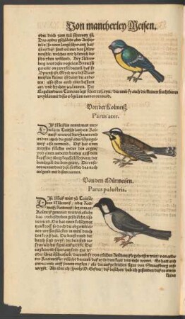 Von den Murmeisen. Parus palustris.