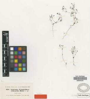 Asperula seticornis Boiss. [syntype]