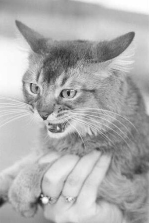 9. Internationale Katzenausstellung in der Nancyhalle in Karlsruhe