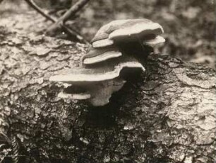 Geotropismus an Pilzen, auf der Oberseite des liegenden Stammes, Sporenanlagen stammwärts gerichtet