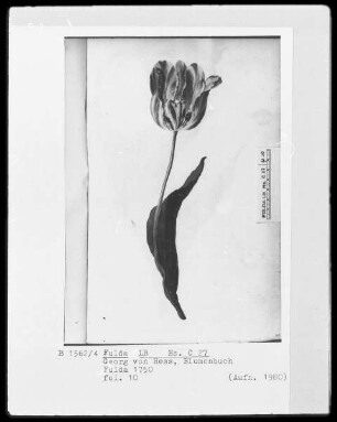 Georg Friedrich Heß, Blumenbuch — Aufrechte Tulpe, Folio 10recto
