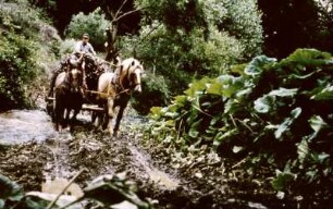 Holztransport