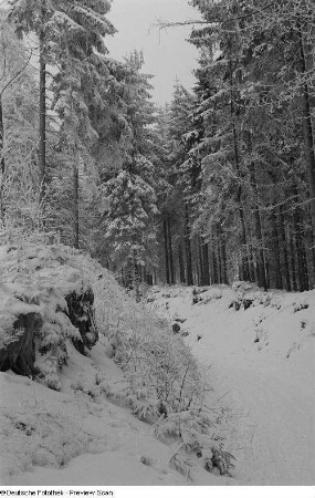 Eingeschneites Waldstück
