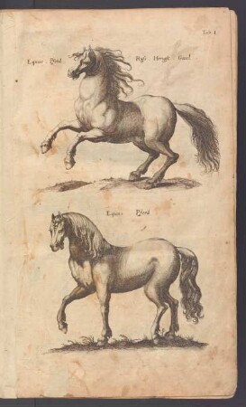 Pferd