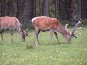 Äsendes Rotwild im schottischen Hochland bei Breamar