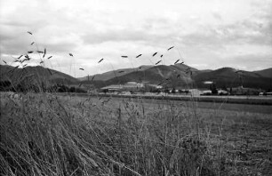 Dreisamtal: Blick ins Dreisamtal; mit Kornfeld, bei Kirchzarten
