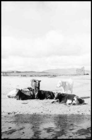 Ballinskelligs: Kühe am Strand