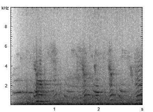 Hausesel | Equus asinus f. asinus - Lautfolge