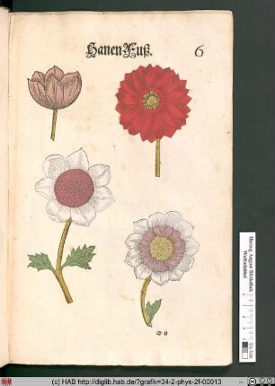 HanenFuß [Anemonen]