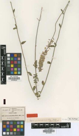 Salvia helianthemifolia Bth. var. not on sheet not on sheet