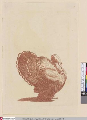 [Truthahn; Turkey]