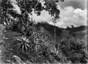 Trockenvegetation : Berglandschaft mit Agaven und Kakteen