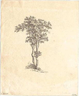 Zocher, Ernst; Baumstudien - Ansicht