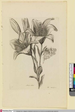 Lilium album