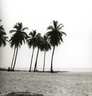Atlantik / Pfefferküste, Liberia. Kokospalmen am Strand von Monrovia